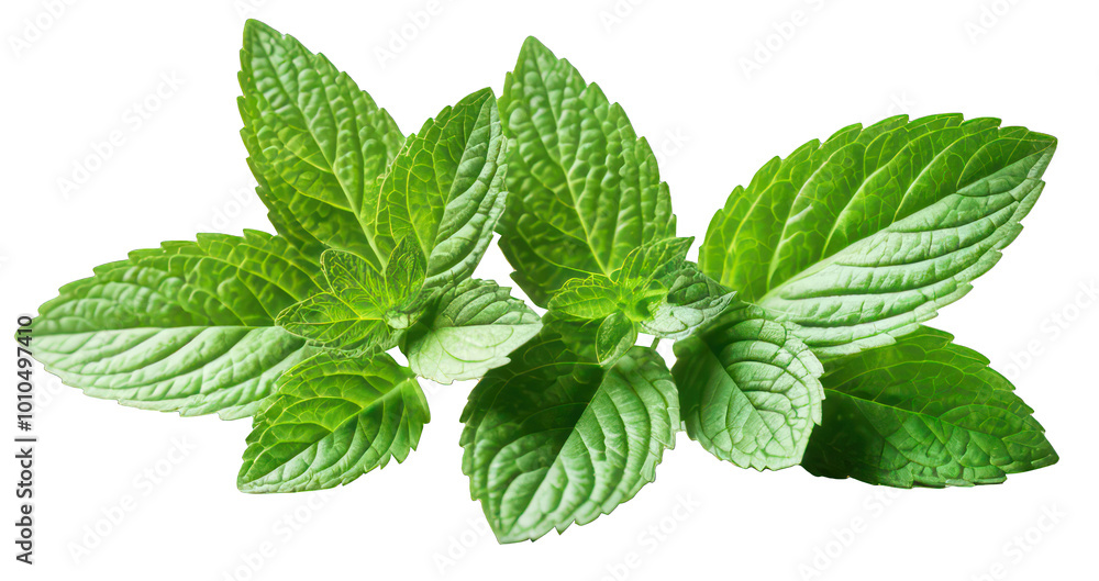 Mint leaves isolated on white background Mint leaves isolated on white background