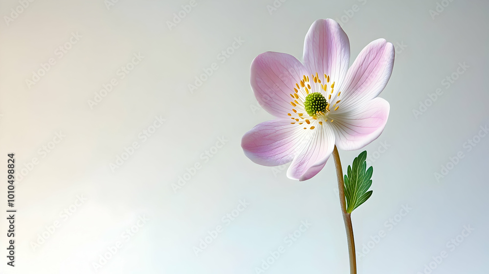 Delicate Pink Flower with Yellow Stamens Delicate Pink Flower with Yellow Stamens