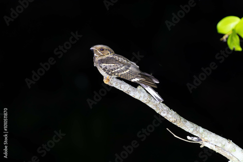 Large-tailed Nightjar
