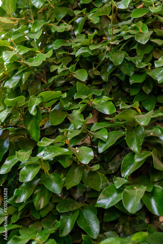 Wallpaper Mural A vibrant and lush green wall of foliage. The dense, fresh leaves create a natural, organic texture perfect for backgrounds, eco-themed projects, and nature-inspired designs.  Torontodigital.ca