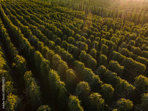 A flight above the Bavarian Hops fields before harvesting season start photo