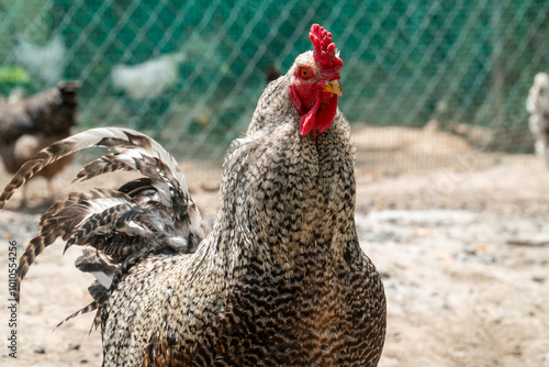 A group of free-range chickens is captured in a natural farm environment. The chickens roam freely on gravel ground, with their vibrant red combs standing out against their feathered bodies. The scene photo