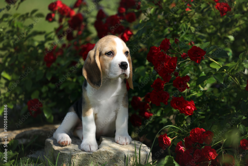 Φωτογραφία Cute Beagle Puppy in the Garden. Puppy with Roses
