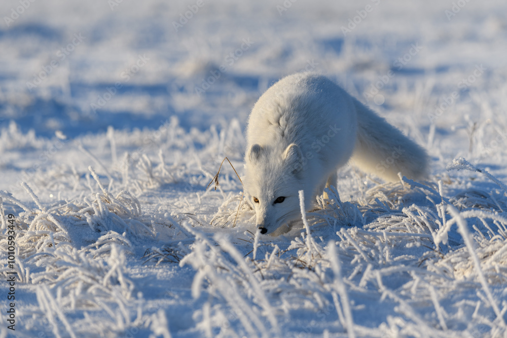 Wild arctic fox (Vulpes Lagopus) in tundra in winter time. White arctic fox. Wild arctic fox (Vulpes Lagopus) in tundra in winter time. White arctic fox.
