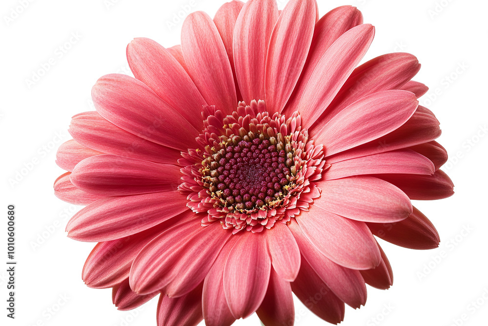 Beautiful pink flower with delicate petals and vibrant center, isolated on white background, showcasing natural beauty. Beautiful pink flower with delicate petals and vibrant center, isolated on white background, showcasing natural beauty.
