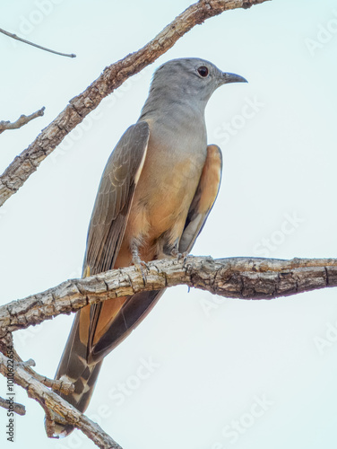 Brush Cuckoo - Cacomantis variolosus in Australia photo