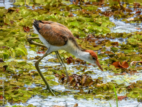 Comb-crested Jacana - Irediparra gallinacea in Australia photo