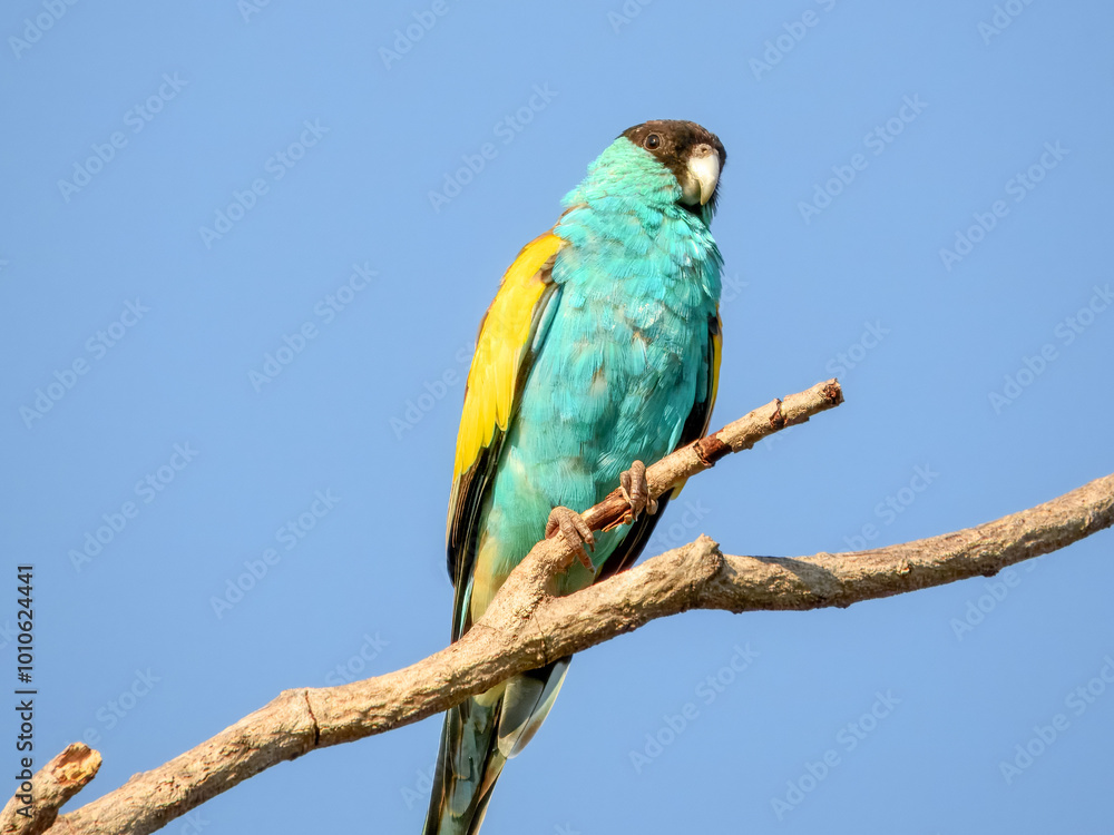 Obraz premium Hooded Parrot - Psephotellus dissimilis in Australia
