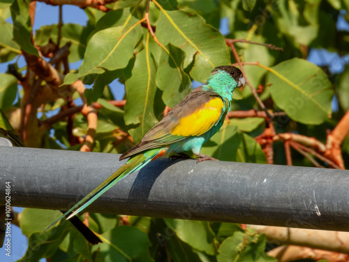 Hooded Parrot - Psephotellus dissimilis in Australia photo