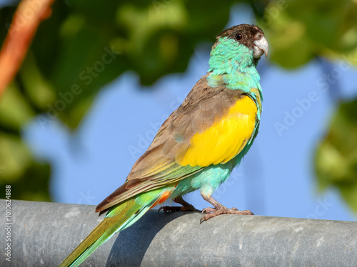 Hooded Parrot - Psephotellus dissimilis in Australia photo