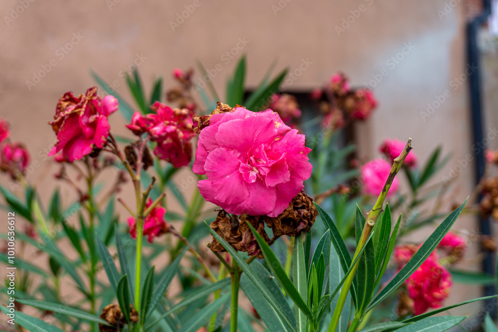Pink flower on stems with long leaves. Faded flowers in the background. Thai Rosy Adenium,dianthus caryophyllus Pink flower on stems with long leaves. Faded flowers in the background. Thai Rosy Adenium,dianthus caryophyllus