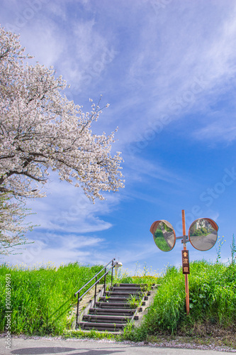 桜　桜道　桜川