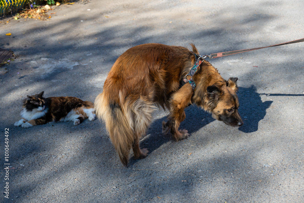 German shepherd dog with cat in the street. High quality photo. German shepherd dog with cat in the street. High quality photo.