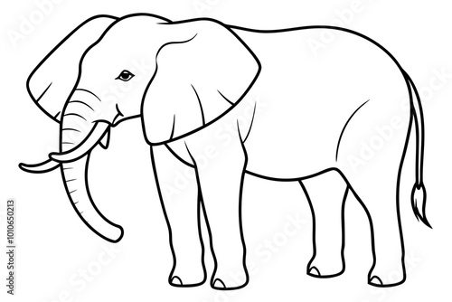 elephant isolated on white background photo