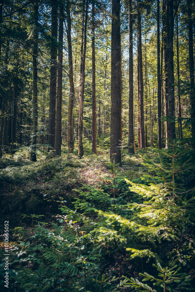 Sonnenbeschienener Wald mit hohen Kiefern im Sommer Sonnenbeschienener Wald mit hohen Kiefern im Sommer