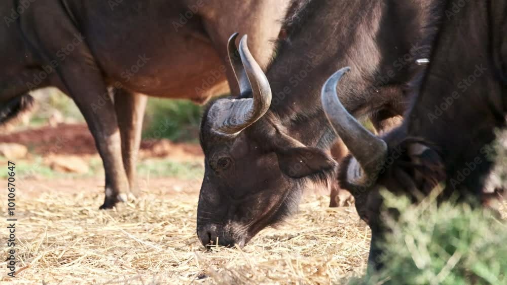 Buffalo are fed hay as substitution feed in a game reserve Buffalo are fed hay as substitution feed in a game reserve