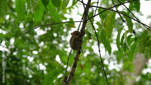 a tarsier seeking shelter for the rain starts to pour