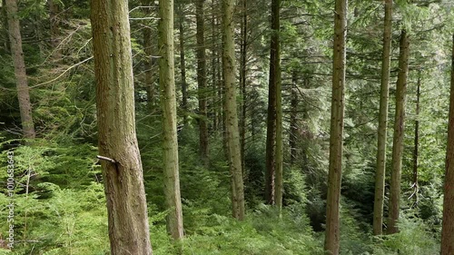 Mature softwood trees at Grizedale Forest in the Lake District National Park. Autumn. Cumbria. Northern England. UK photo