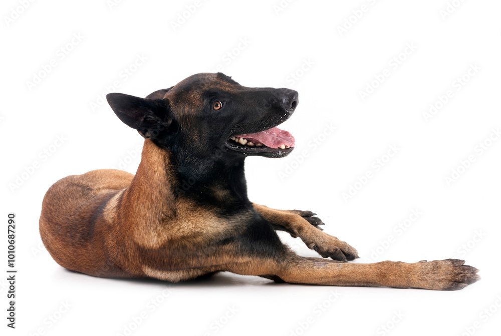 malinois in studio malinois in studio