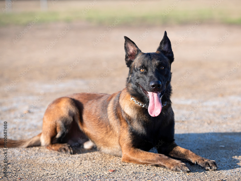training of belgian shepherd training of belgian shepherd