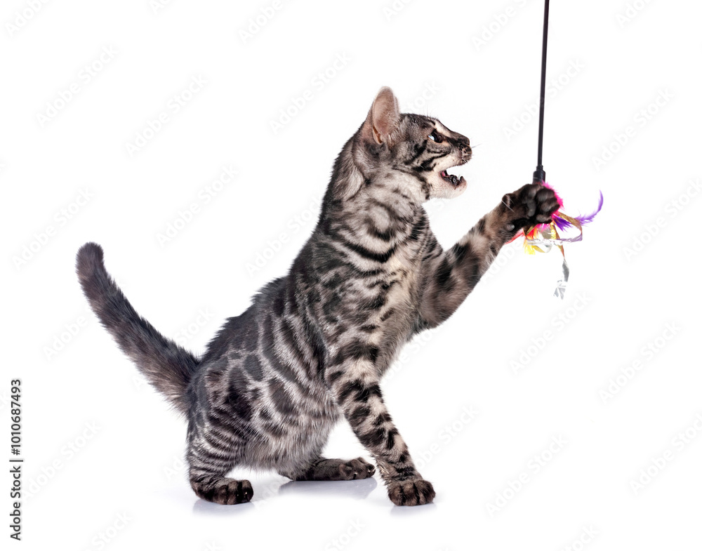 Φωτογραφία bengal kitten in studio