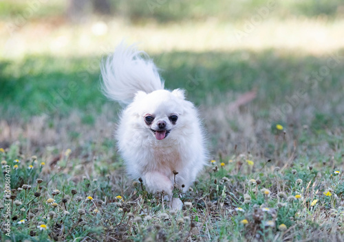 chihuahua in nature photo