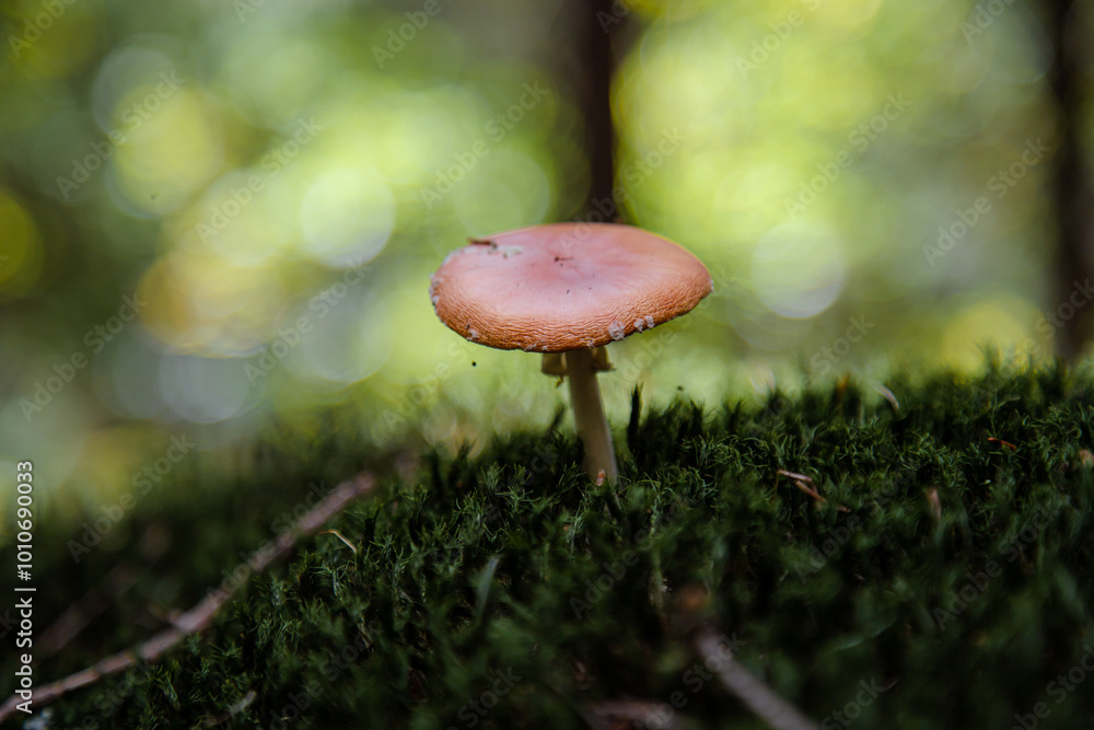 A young fungus breaks through to the sun in the early morning. Forest in autumn. Autumn forest and the first mushrooms. White grebe. A young fungus breaks through to the sun in the early morning. Forest in autumn. Autumn forest and the first mushrooms. White grebe.