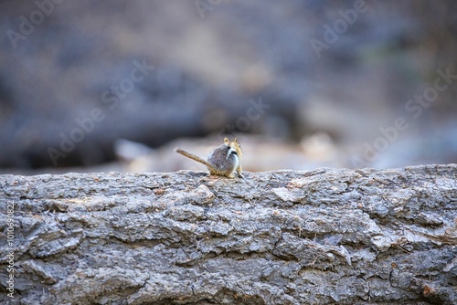 Streifenhörnchen (Chipmunk) von hinten auf einem Baumstamm photo