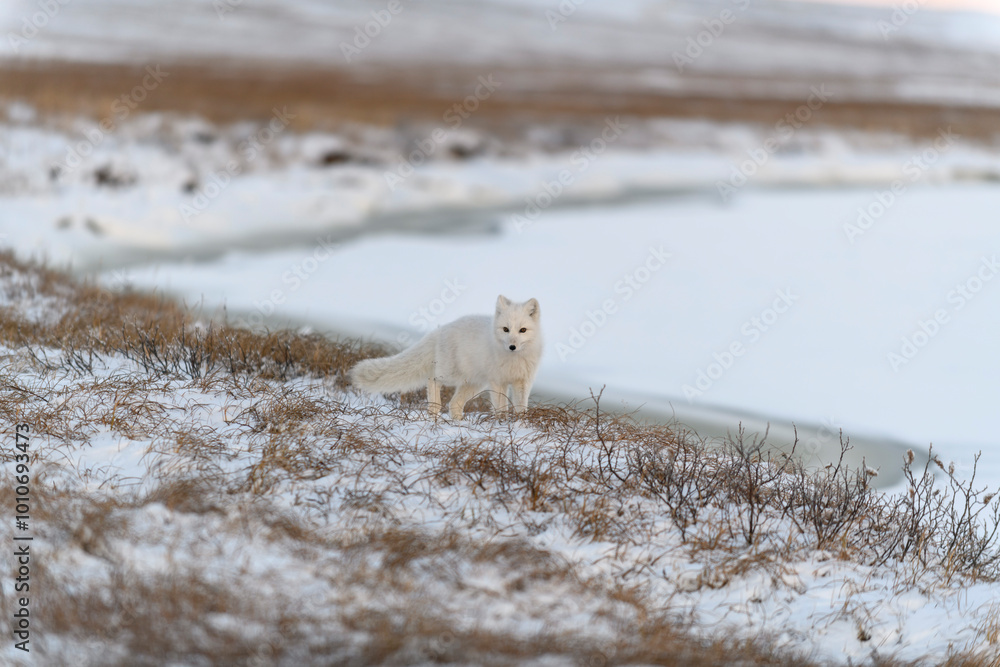 Arctic fox in winter time in Siberian tundra. Arctic fox in winter time in Siberian tundra.