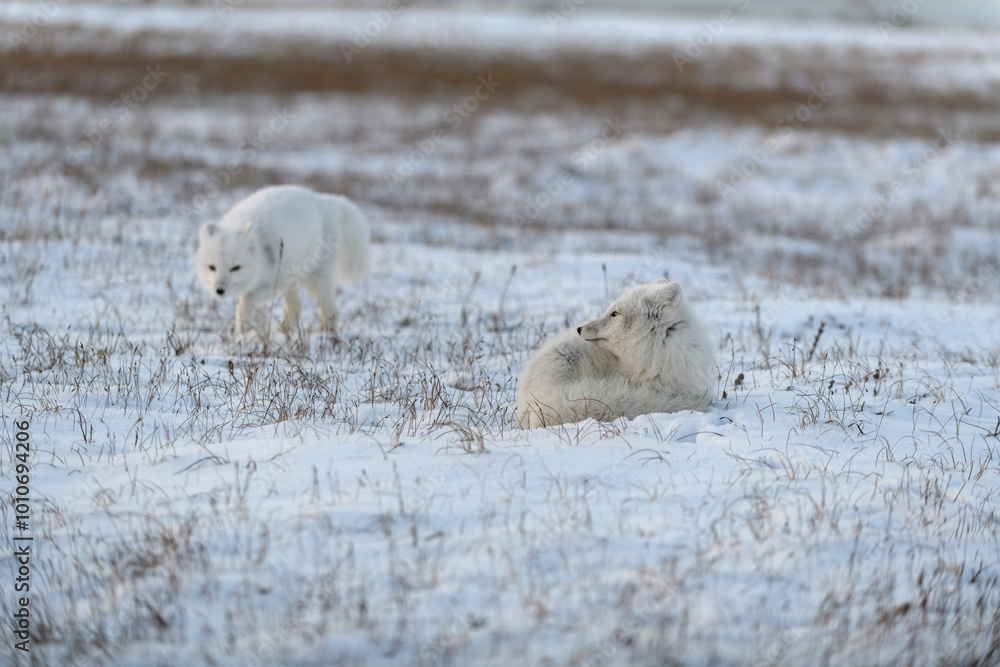 Two young arctic foxes (Vulpes Lagopus) in wilde tundra. Arctic fox playing. Two young arctic foxes (Vulpes Lagopus) in wilde tundra. Arctic fox playing.