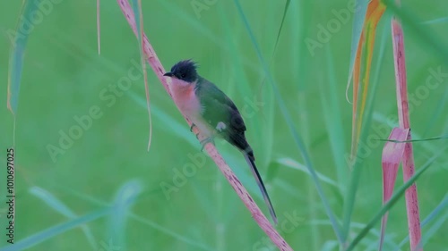 Jacobin Cuckoo photo