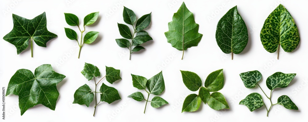 A collection of various green leaves showcasing different shapes and patterns, arranged in a neat row against a white background. A collection of various green leaves showcasing different shapes and patterns, arranged in a neat row against a white background.