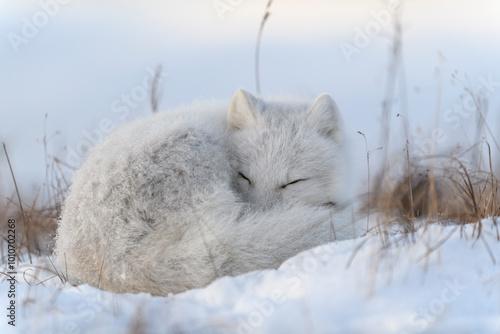 Wild arctic fox in tundra. Arctic fox lying. Sleeping in tundra.