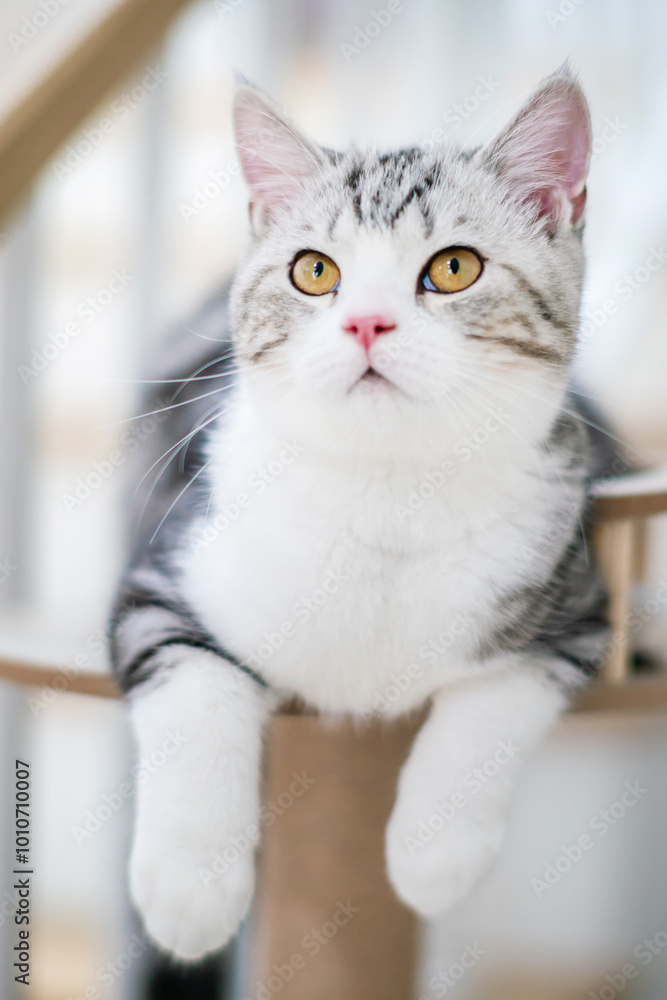 Fototapeta premium Cute baby cat in the house, Silver Tabby Scottish Cat