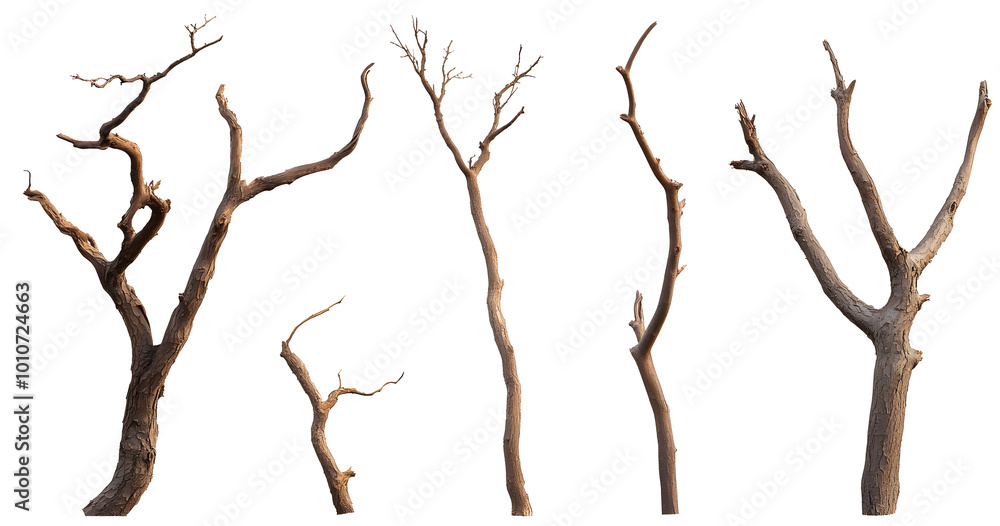 Fototapeta premium Set of various dead dry tree branch isolated on transparent background.