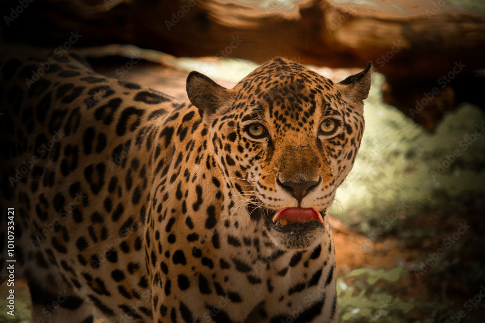 Naklejka premium Intense Gaze of the Wild