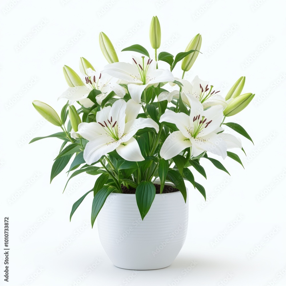 White lilies in a white pot against a white background. White lilies in a white pot against a white background.