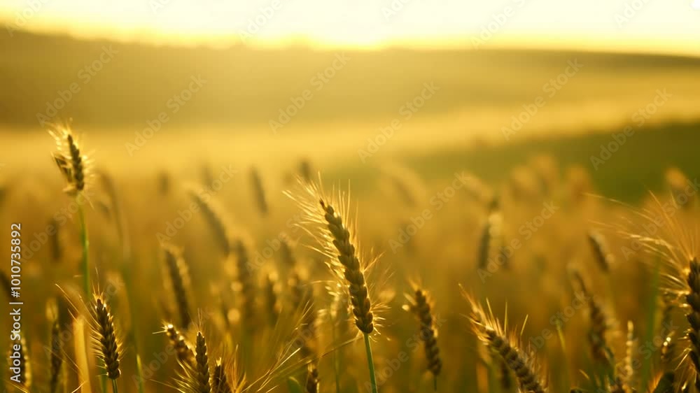 4K Serene Wheatfield at Dusk with Warm Golden Light and Swaying Wheat 4K Serene Wheatfield at Dusk with Warm Golden Light and Swaying Wheat