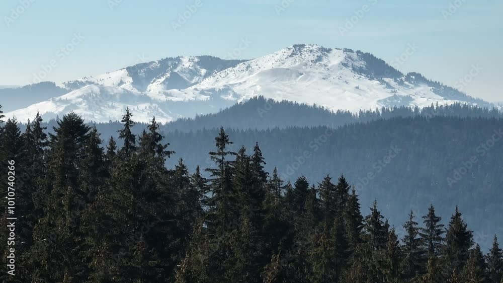 Snow-capped mountain range with dense pine forest in the foreground during a clear day Snow-capped mountain range with dense pine forest in the foreground during a clear day