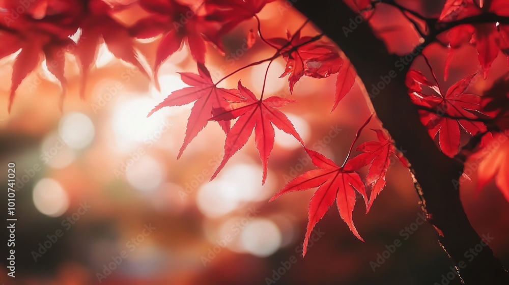 Vibrant Red Maple Leaves in Autumn Light Vibrant Red Maple Leaves in Autumn Light