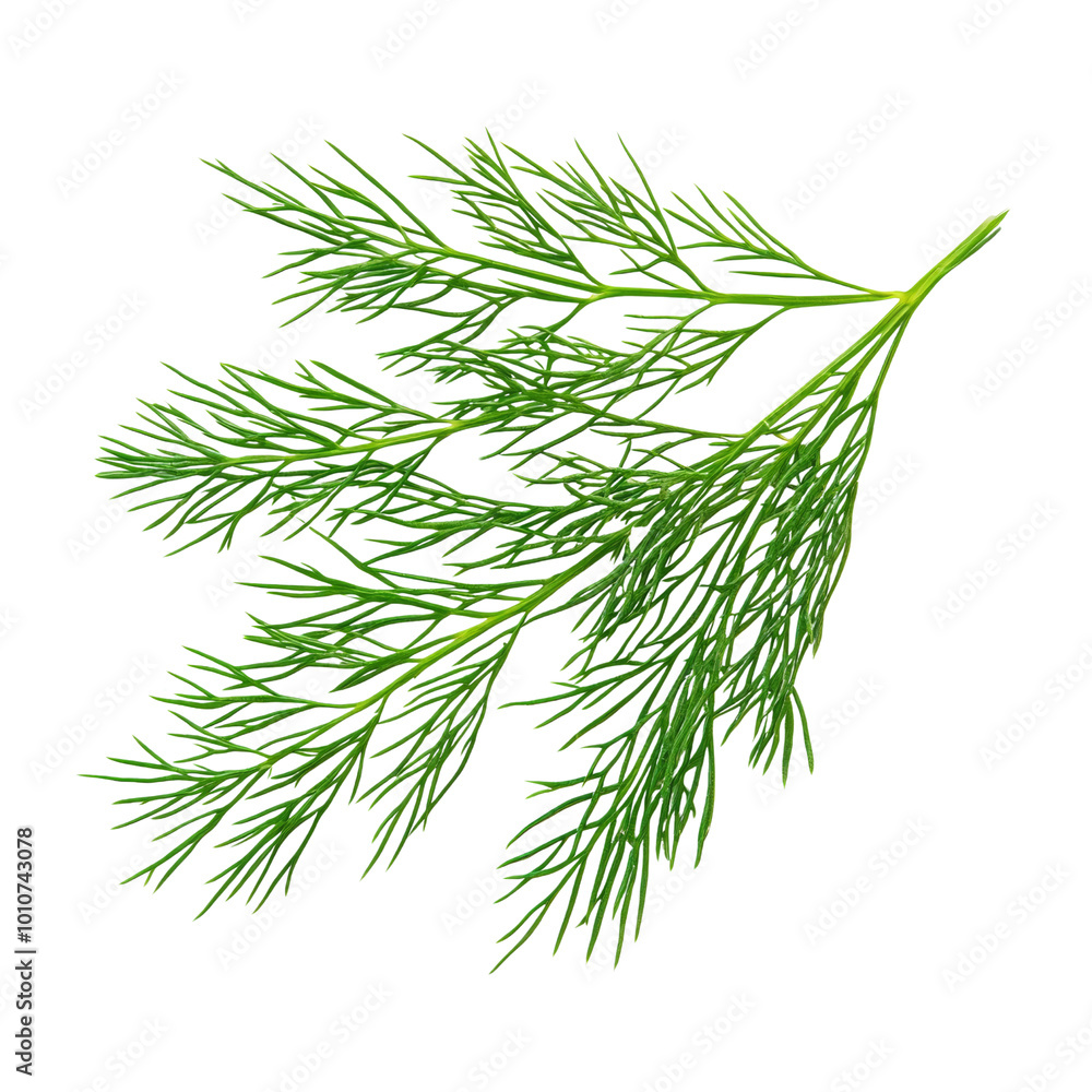 Fresh Green Dill Herb Branch Isolated on White Background. Fresh Green Dill Herb Branch Isolated on White Background.