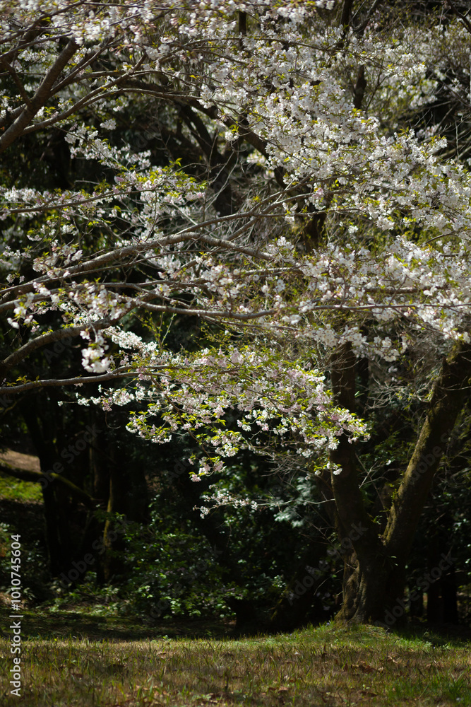 暗い背景の大島桜