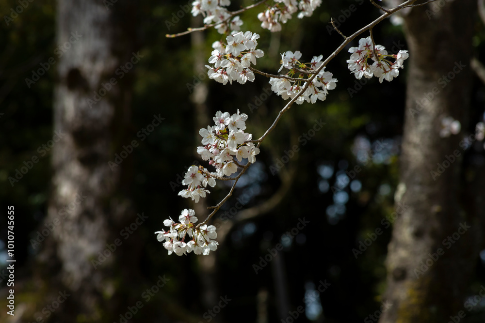 暗い背景の大島桜