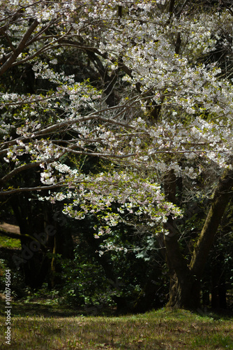 暗い背景の大島桜
