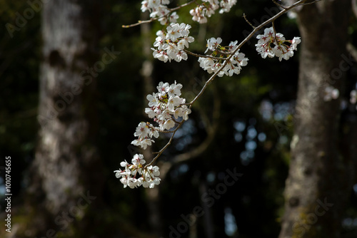Obraz na płótnie 暗い背景の大島桜
w salonie