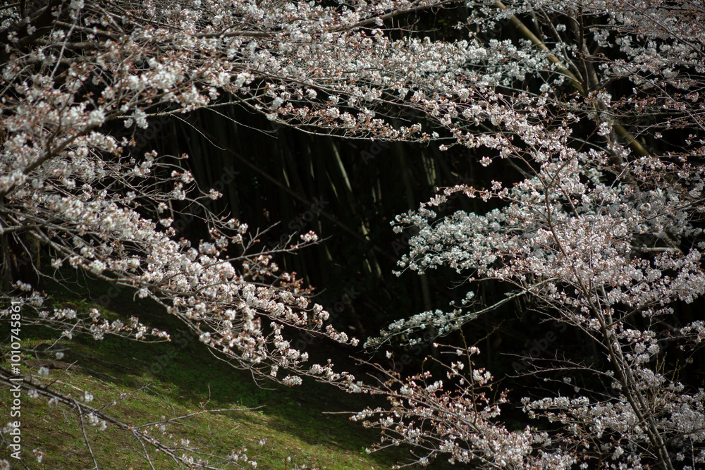 暗い背景の大島桜