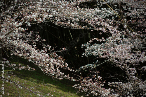 Obraz na płótnie 暗い背景の大島桜
w salonie