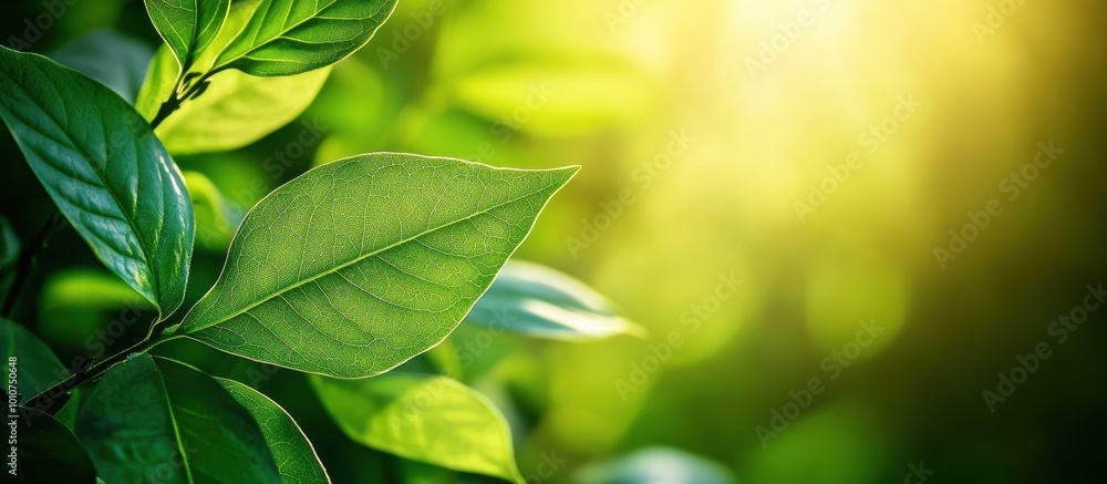 Green leaves with a sunlit background, a nature concept for environmental and ecological protection. Copy space Green leaves with a sunlit background, a nature concept for environmental and ecological protection. Copy space