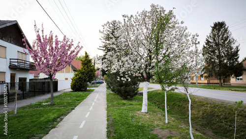 Spring in rural village Backi Petrovac, Vojvodina photo