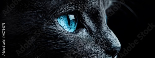 A close-up of the face and head of an extremely cute, fluffy grey cat with blue eyes